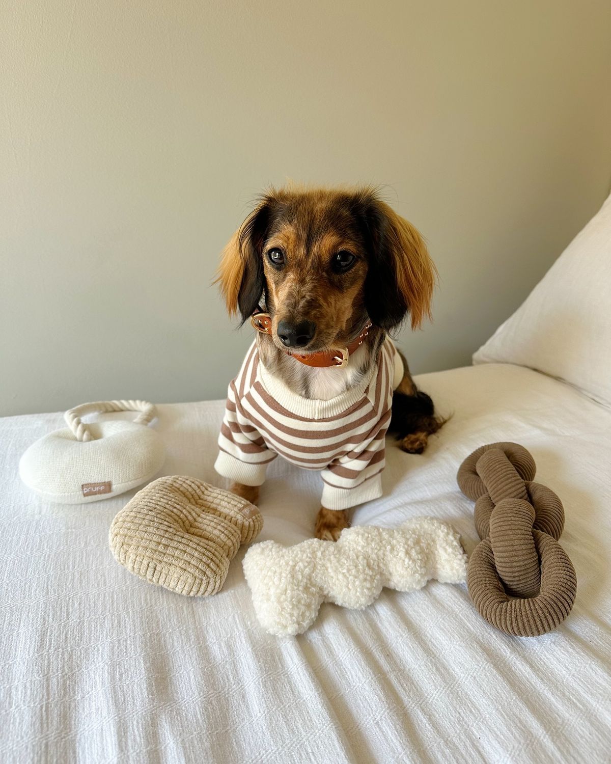 Comfortable pet lifestyle