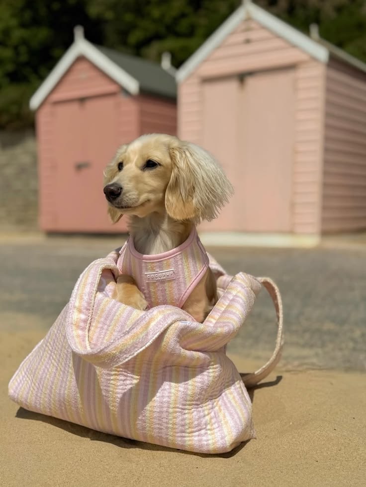 Pet travel essentials