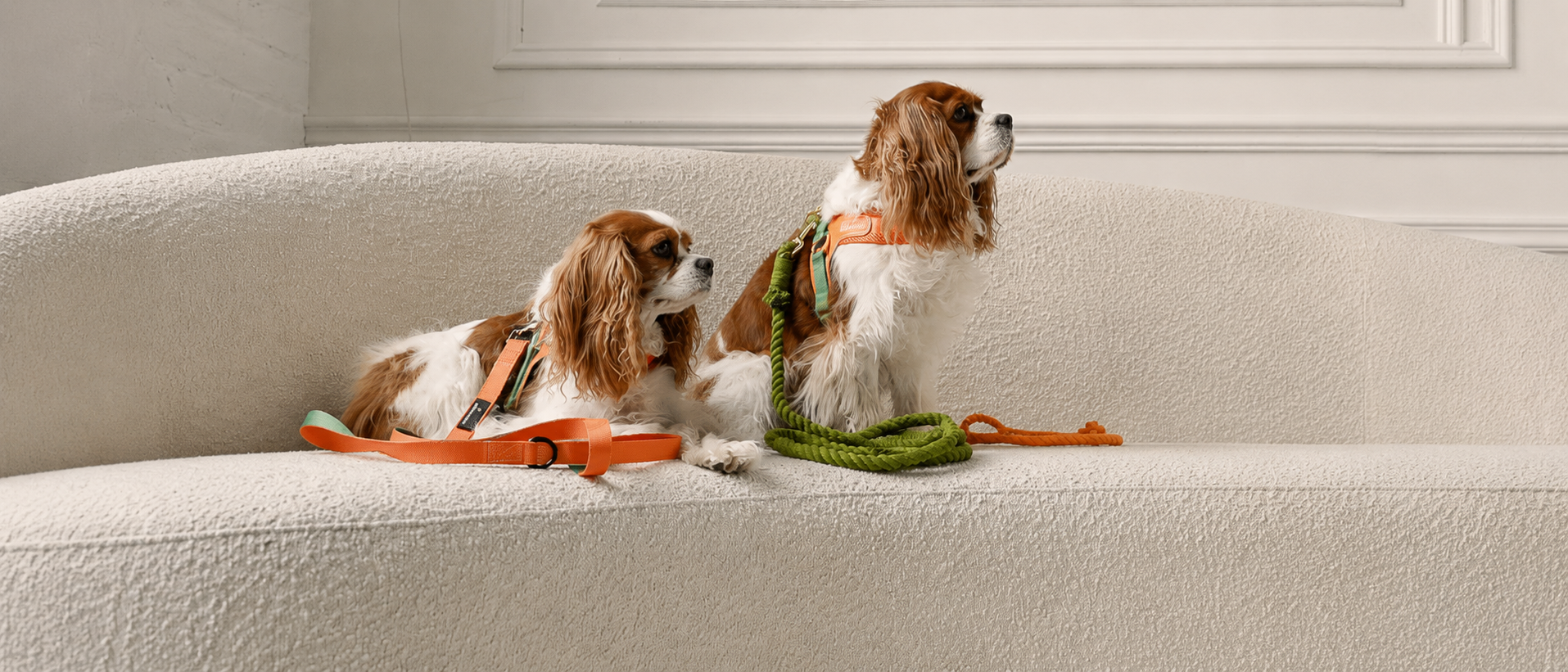 Pet walking essentials