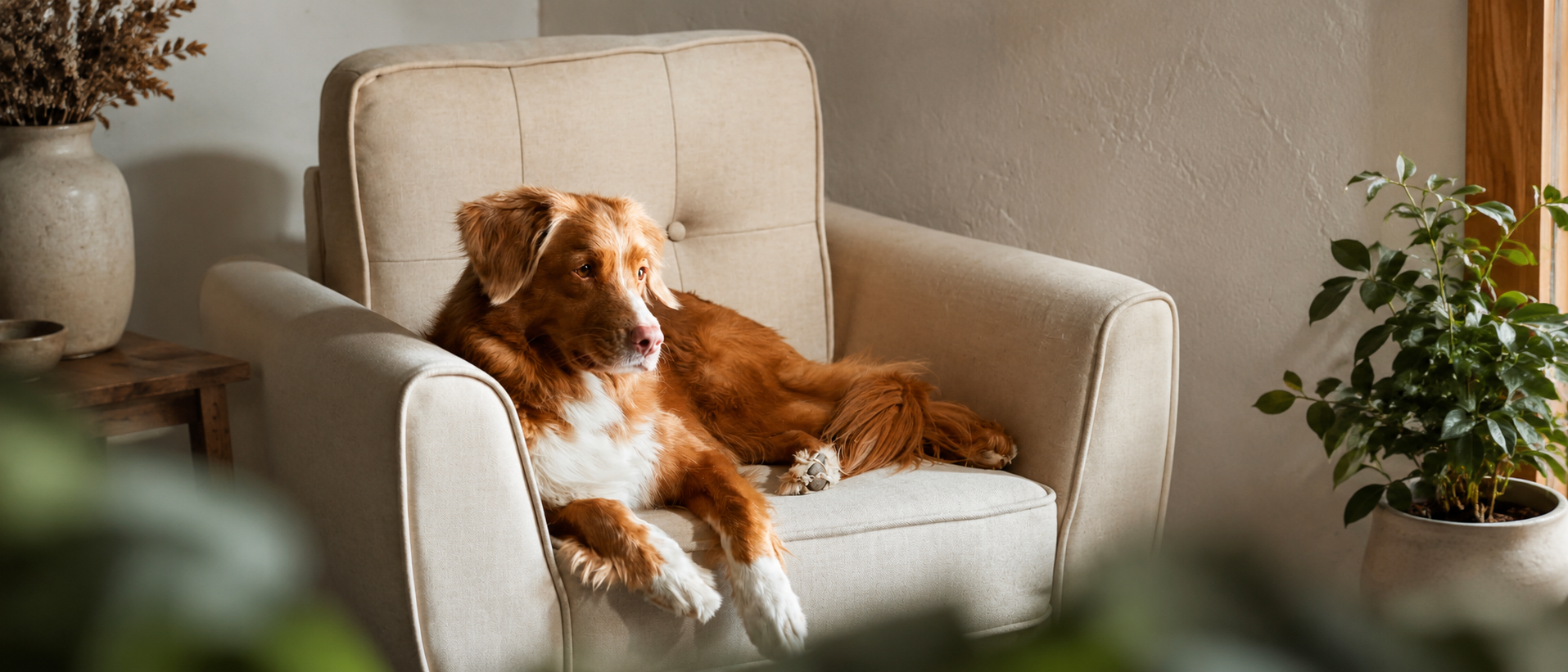 Everyday pet essentials